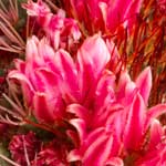 Pincushion cactus thumb