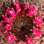 Pincushion Cactus Thumb