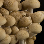MushroomBunch